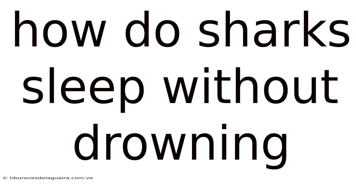How Do Sharks Sleep Without Drowning