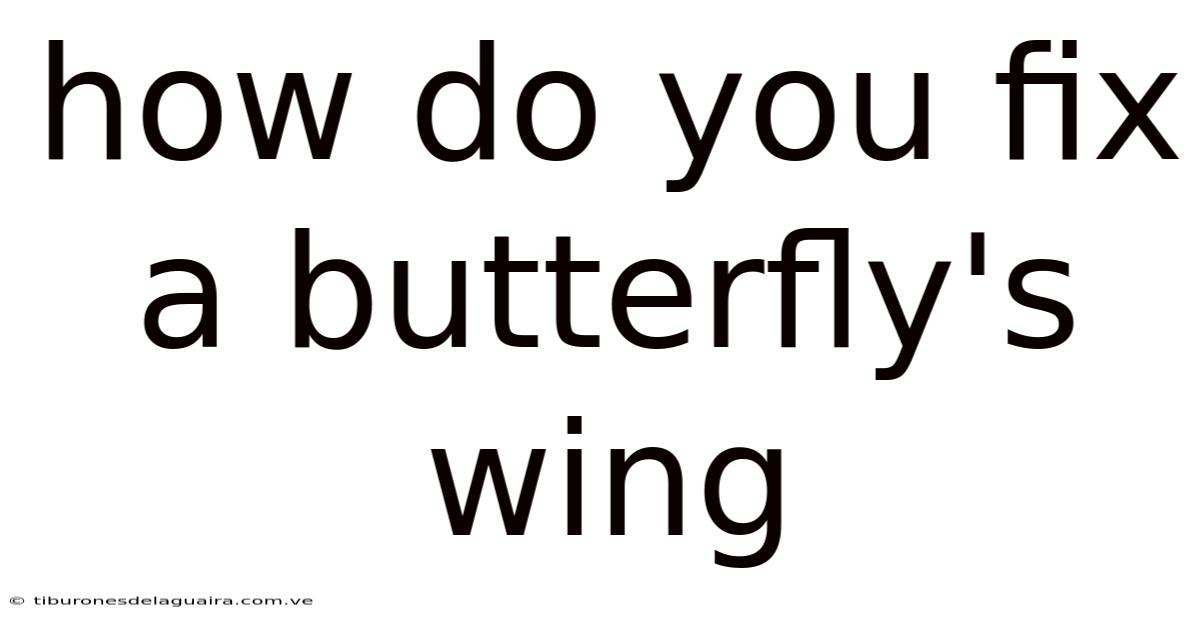 How Do You Fix A Butterfly's Wing