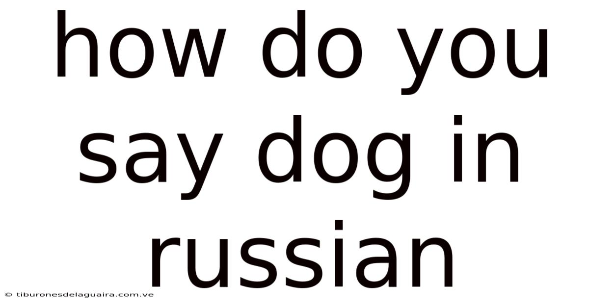 How Do You Say Dog In Russian
