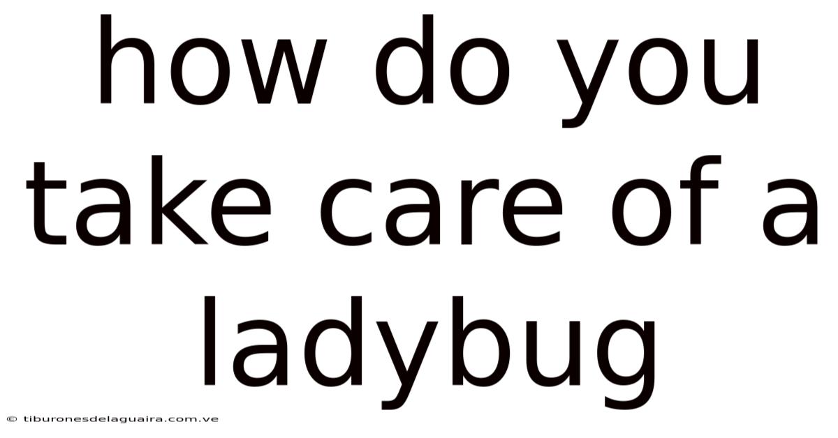 How Do You Take Care Of A Ladybug