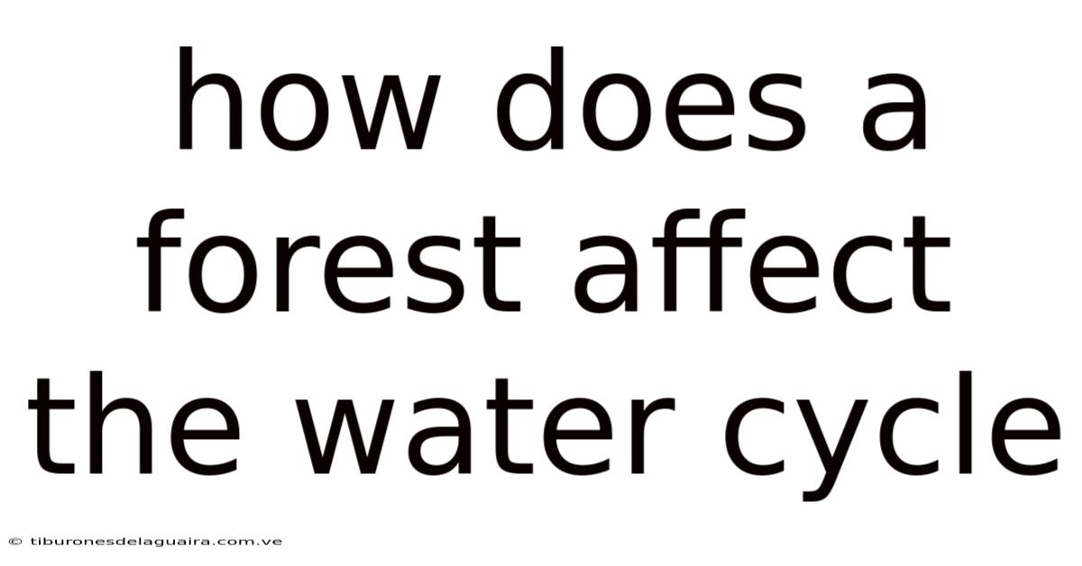 How Does A Forest Affect The Water Cycle