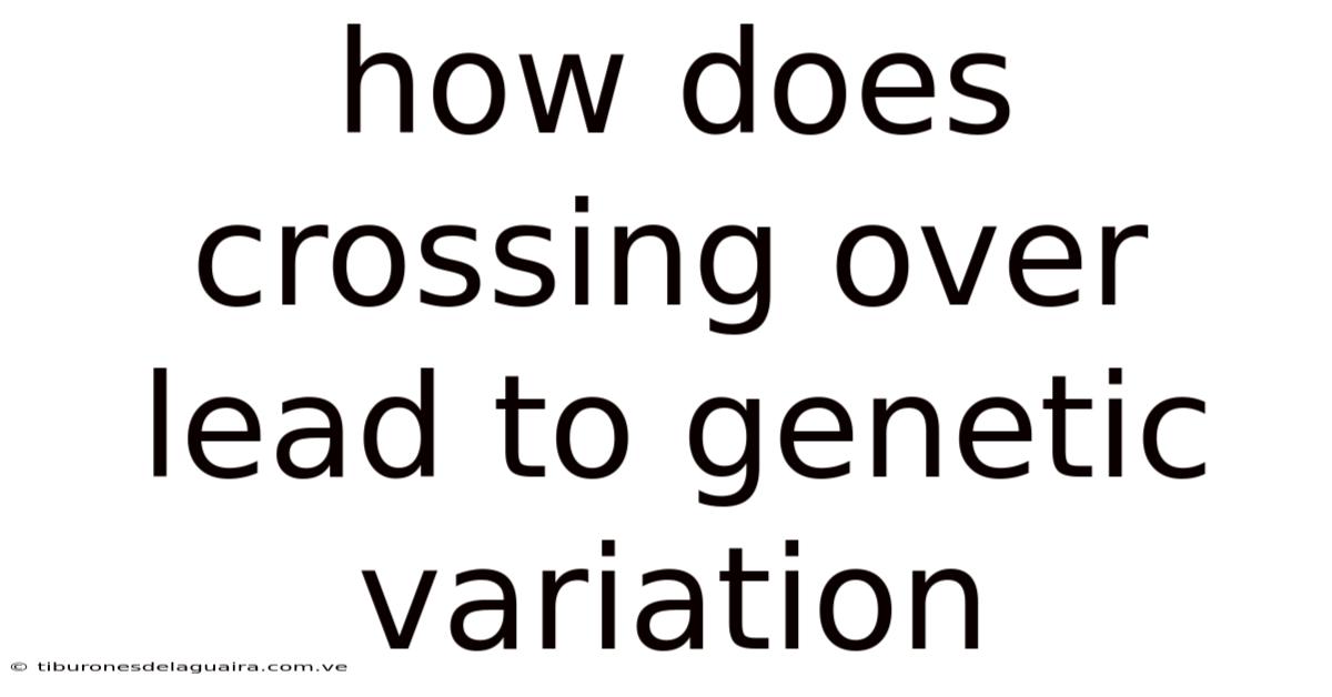 How Does Crossing Over Lead To Genetic Variation