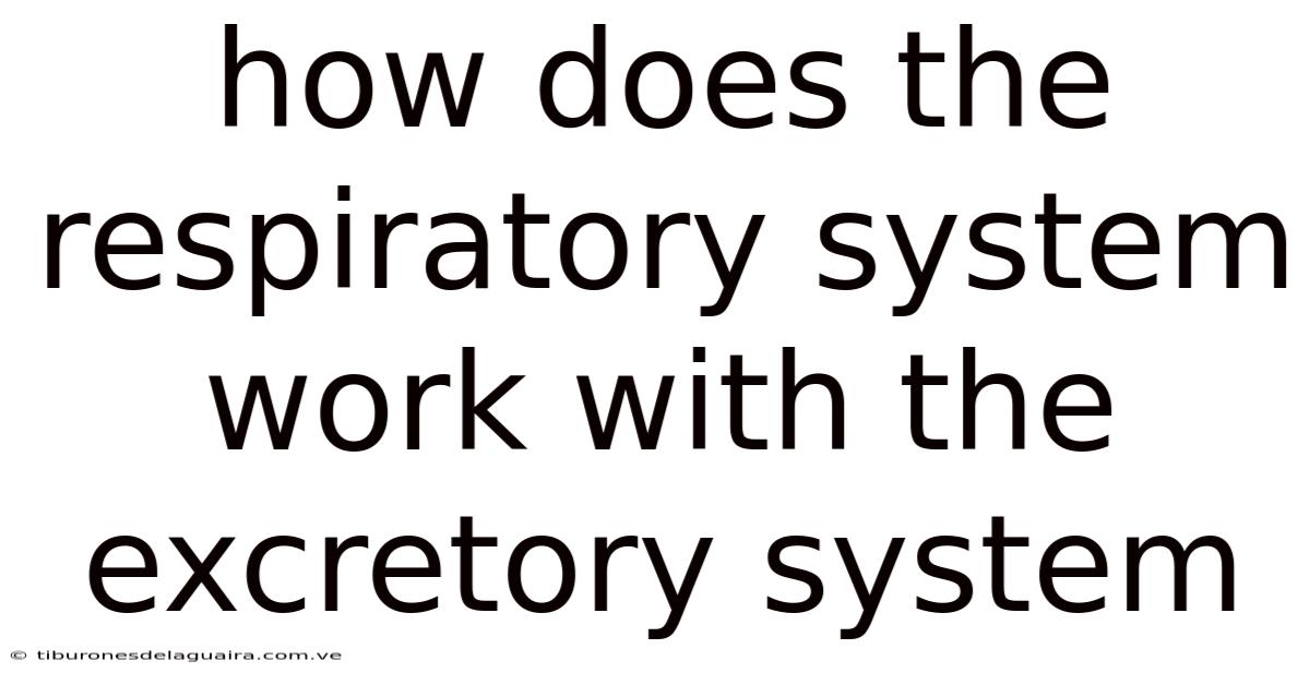 How Does The Respiratory System Work With The Excretory System
