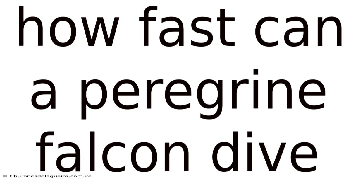 How Fast Can A Peregrine Falcon Dive