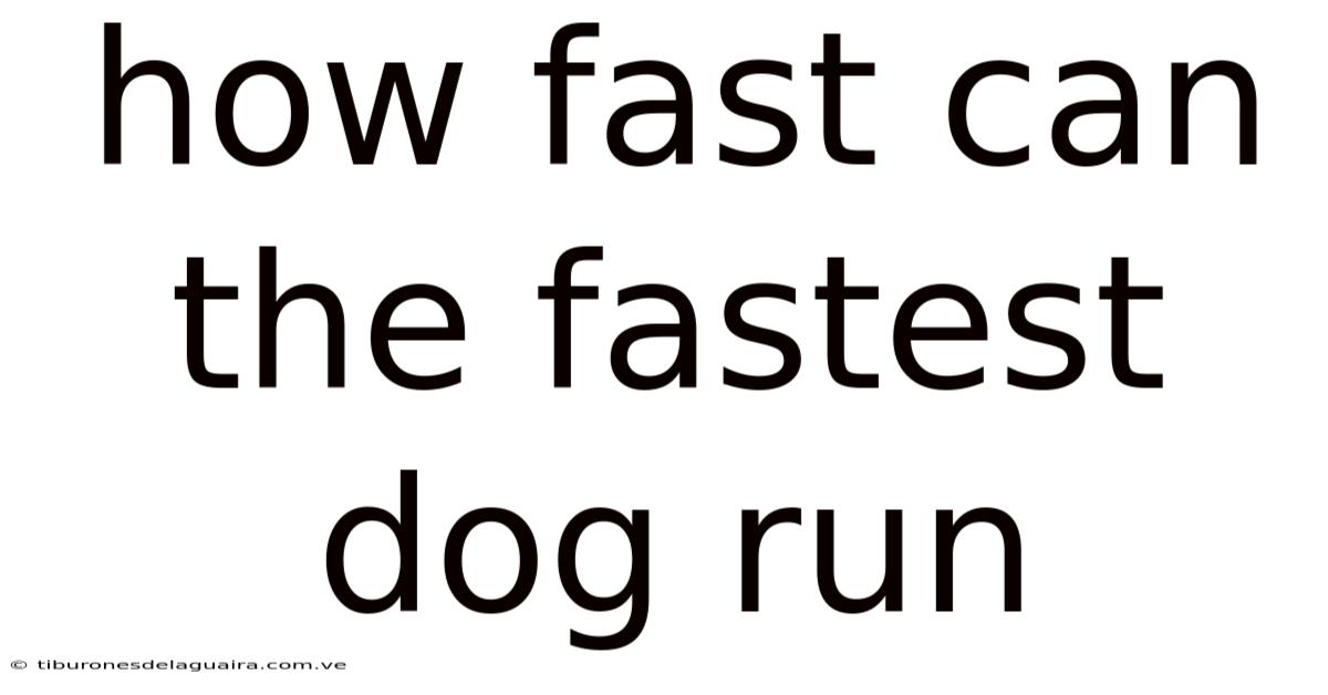 How Fast Can The Fastest Dog Run
