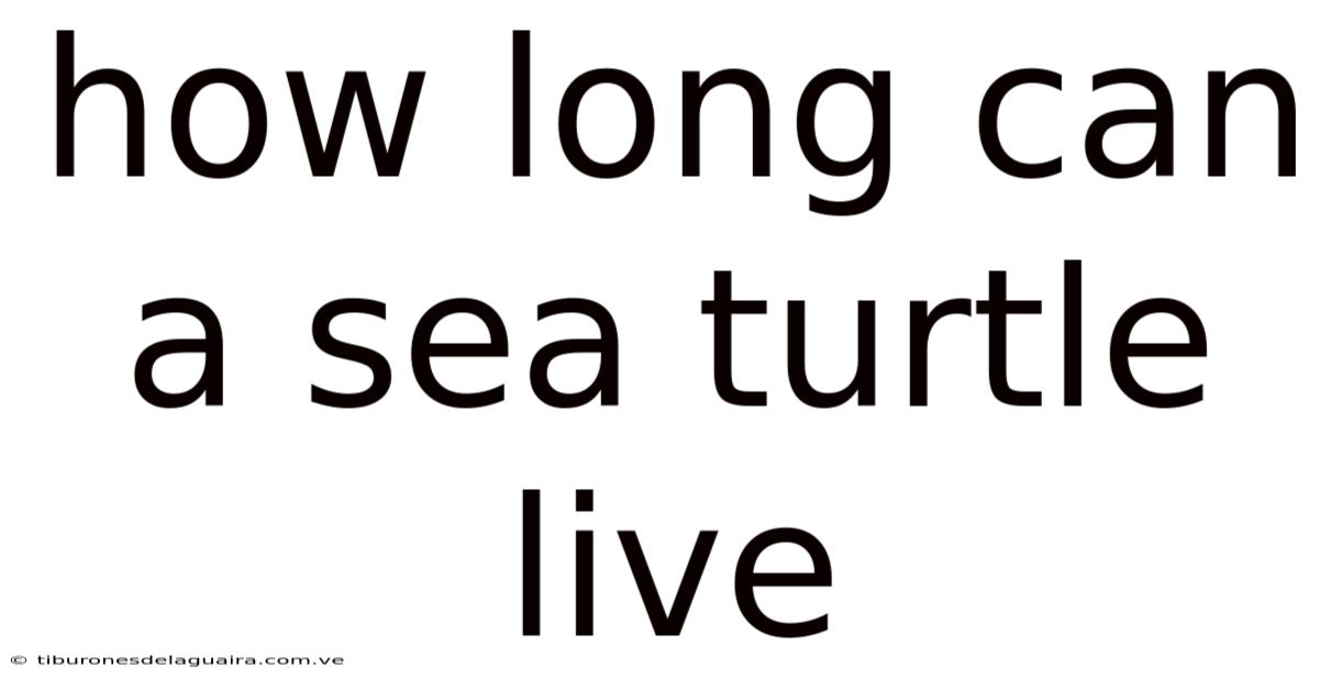 How Long Can A Sea Turtle Live