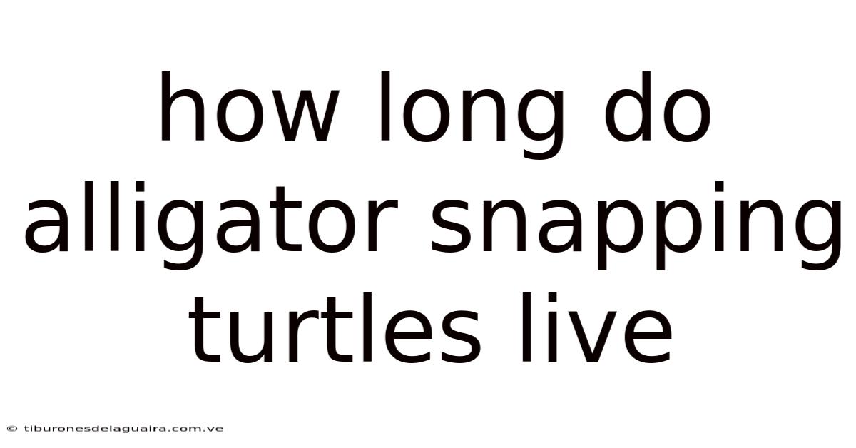 How Long Do Alligator Snapping Turtles Live
