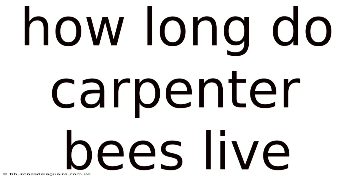 How Long Do Carpenter Bees Live