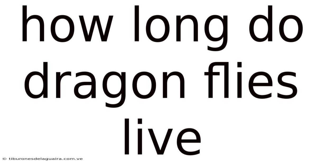 How Long Do Dragon Flies Live