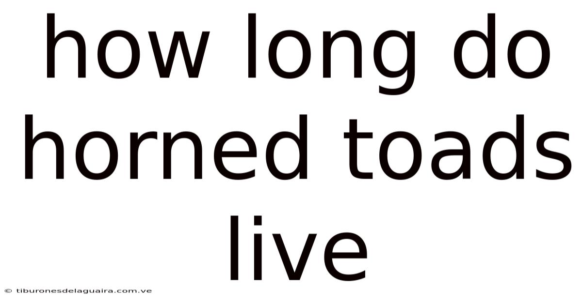 How Long Do Horned Toads Live