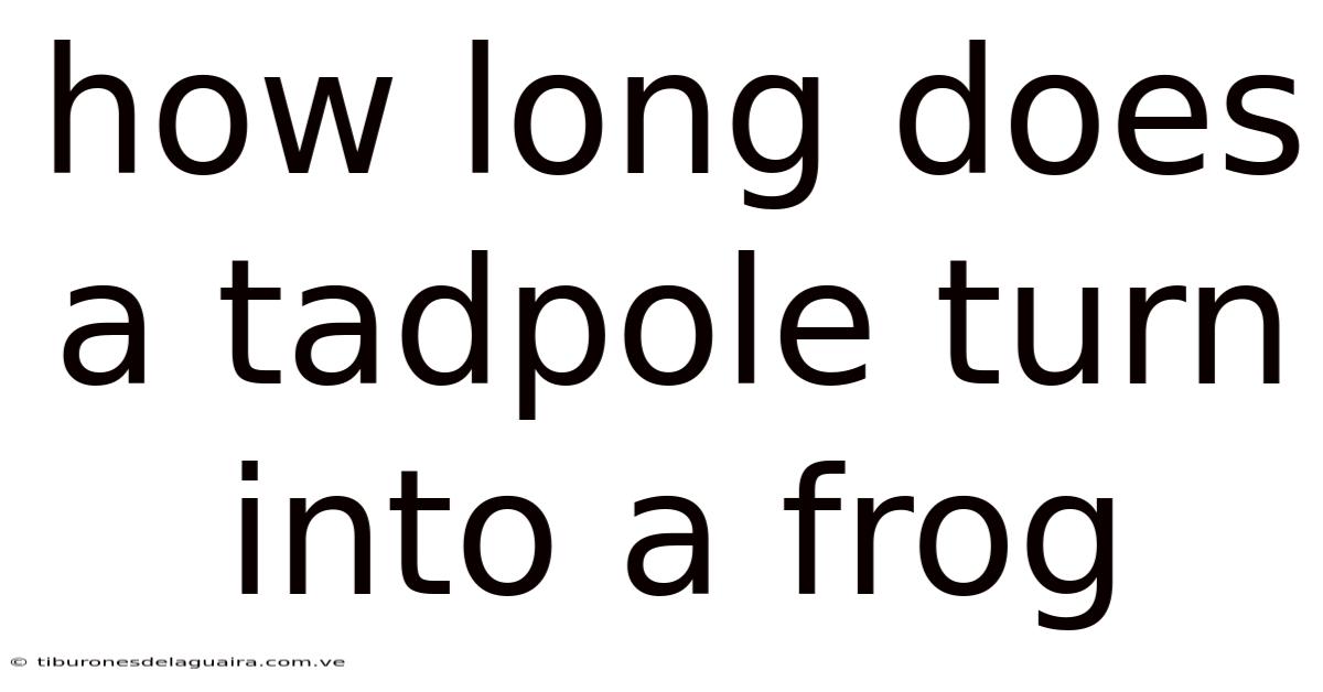 How Long Does A Tadpole Turn Into A Frog