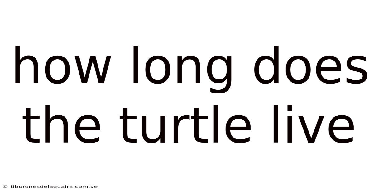 How Long Does The Turtle Live
