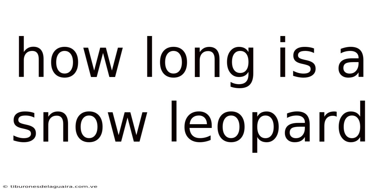 How Long Is A Snow Leopard