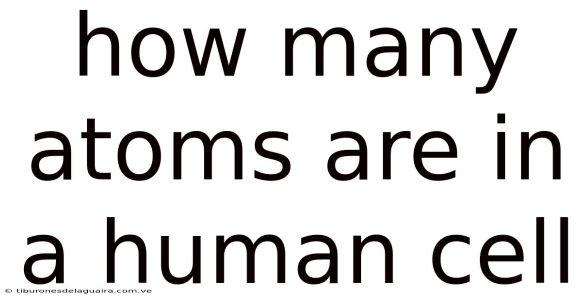 How Many Atoms Are In A Human Cell