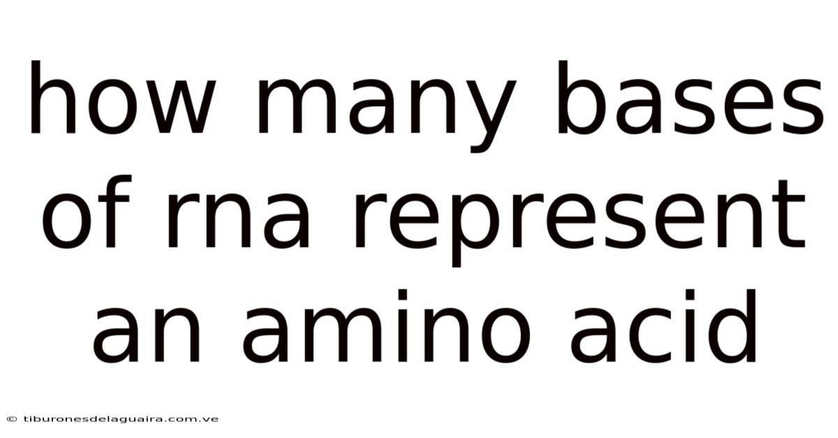 How Many Bases Of Rna Represent An Amino Acid