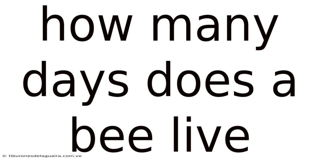 How Many Days Does A Bee Live