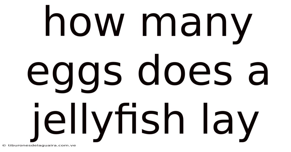 How Many Eggs Does A Jellyfish Lay