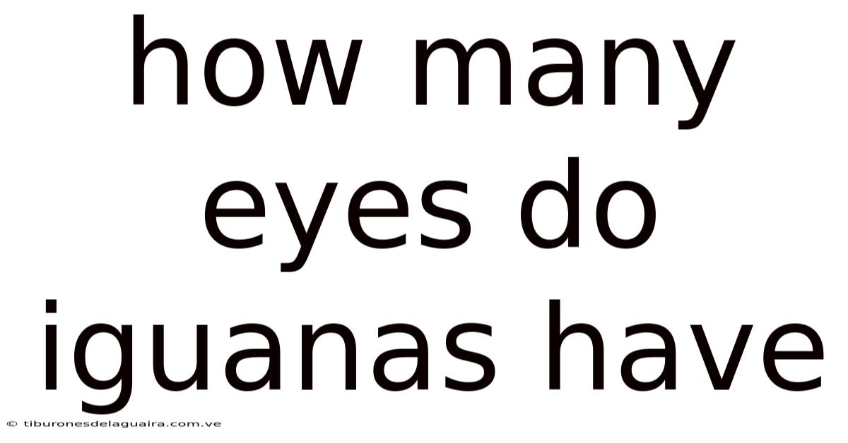 How Many Eyes Do Iguanas Have