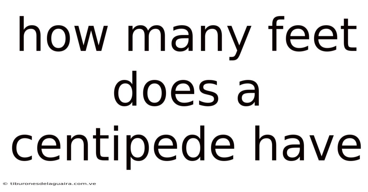 How Many Feet Does A Centipede Have