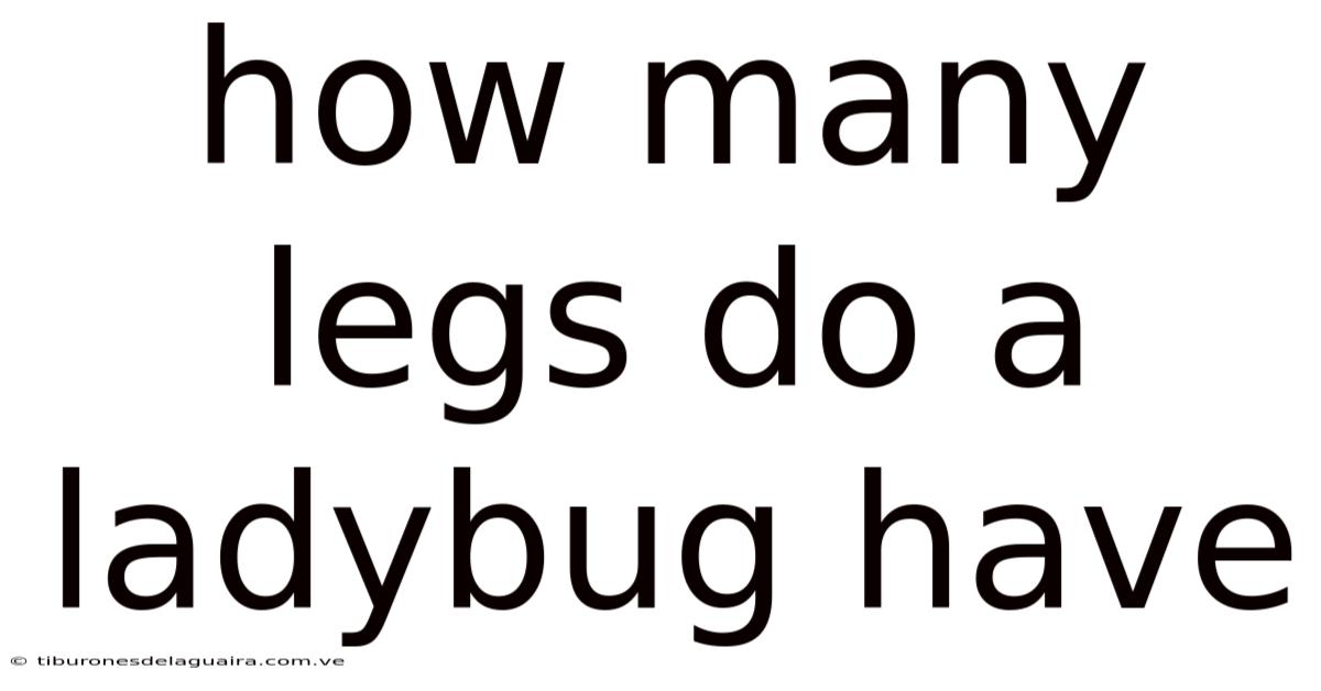 How Many Legs Do A Ladybug Have