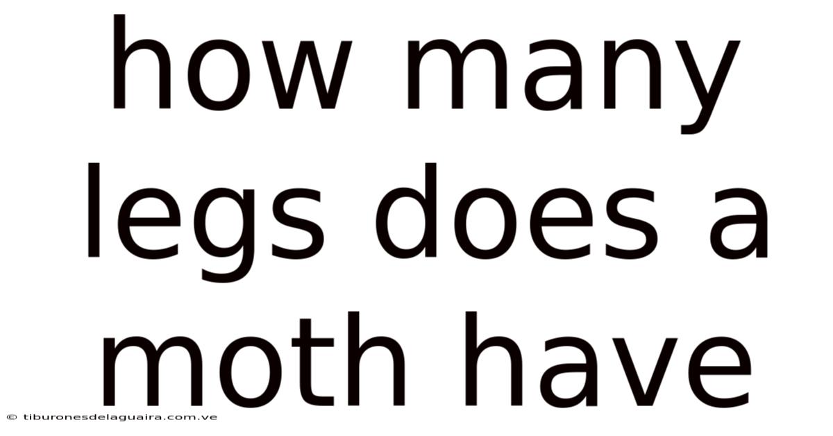 How Many Legs Does A Moth Have