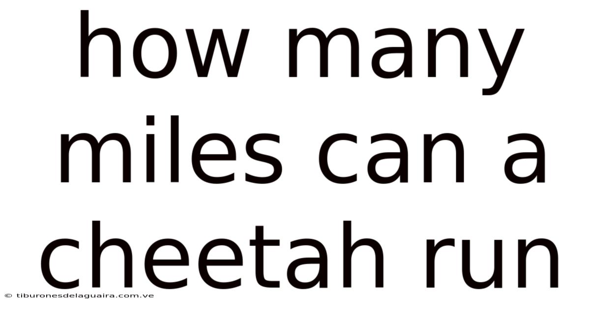 How Many Miles Can A Cheetah Run