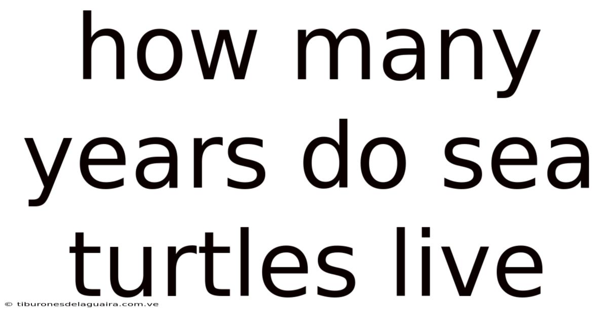 How Many Years Do Sea Turtles Live