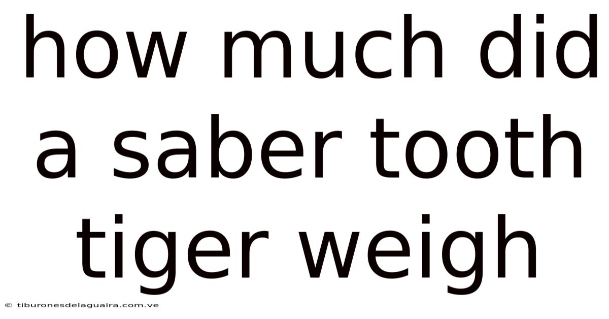 How Much Did A Saber Tooth Tiger Weigh
