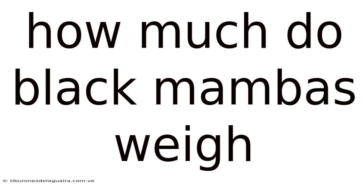 How Much Do Black Mambas Weigh