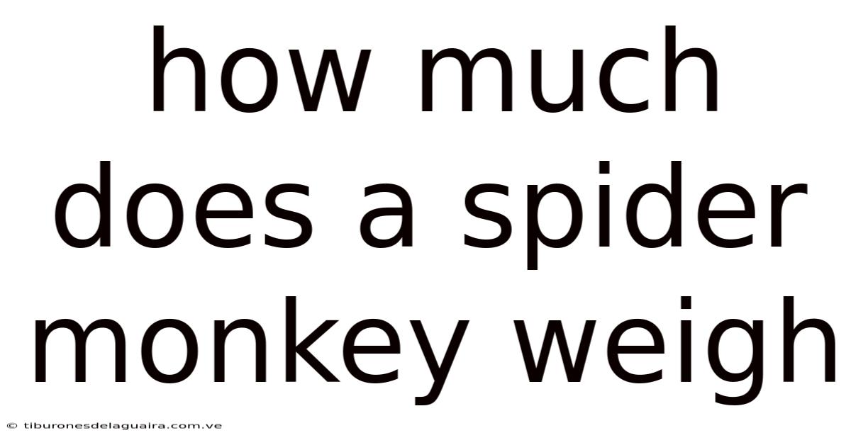 How Much Does A Spider Monkey Weigh