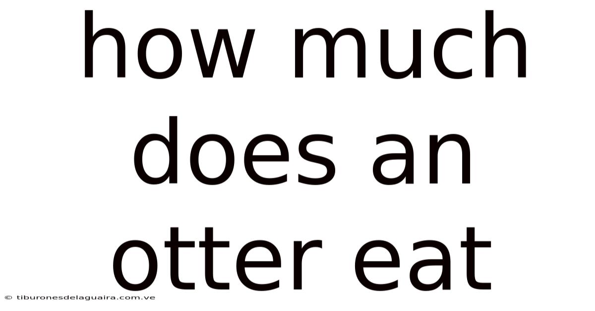 How Much Does An Otter Eat