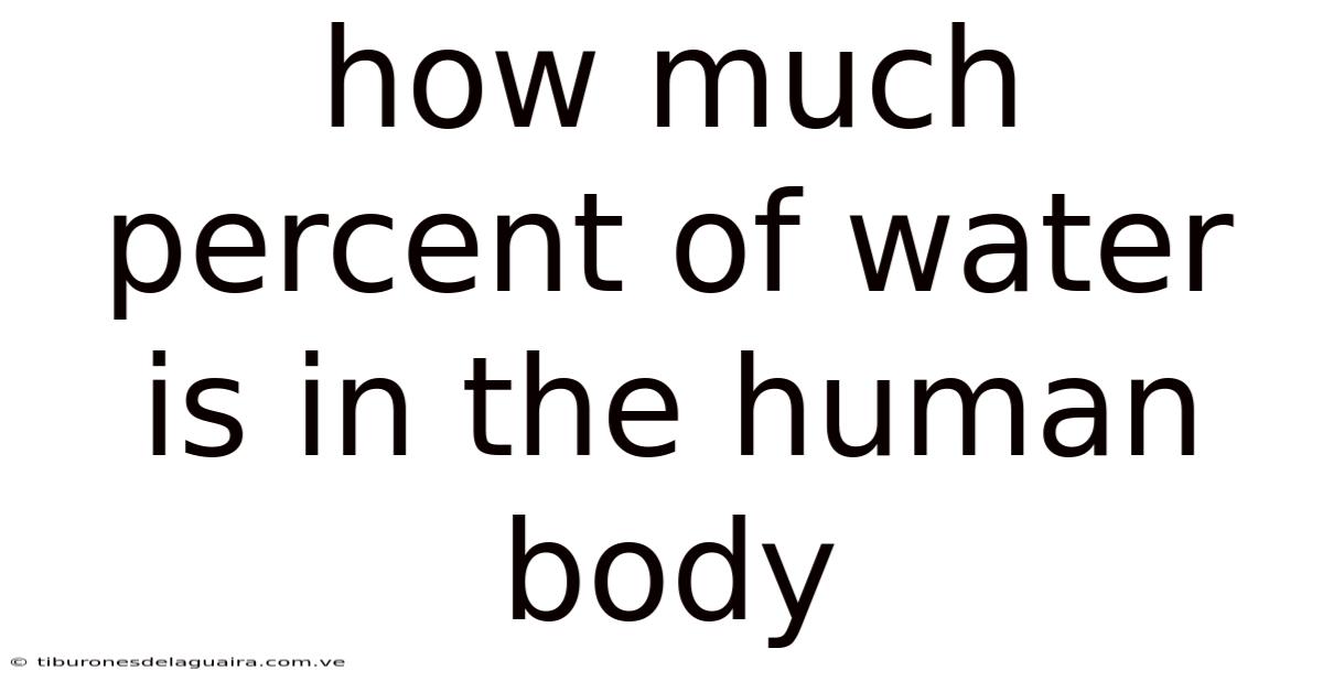 How Much Percent Of Water Is In The Human Body
