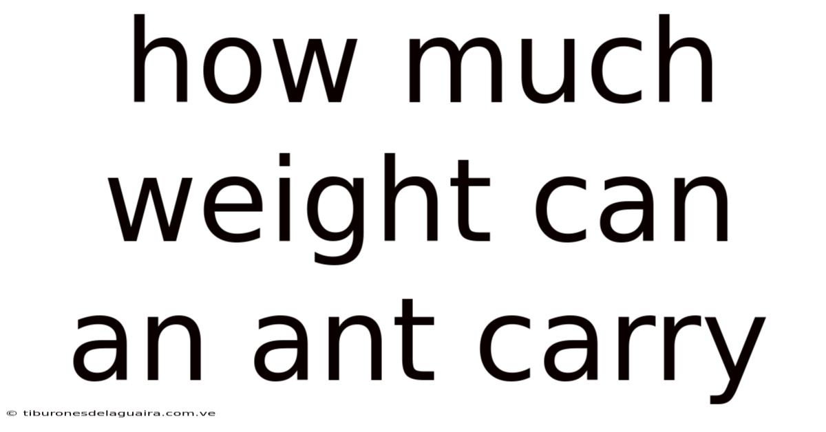 How Much Weight Can An Ant Carry
