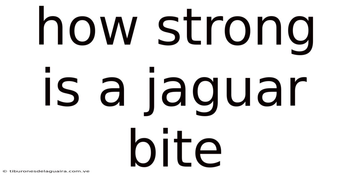How Strong Is A Jaguar Bite