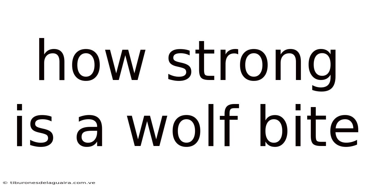 How Strong Is A Wolf Bite