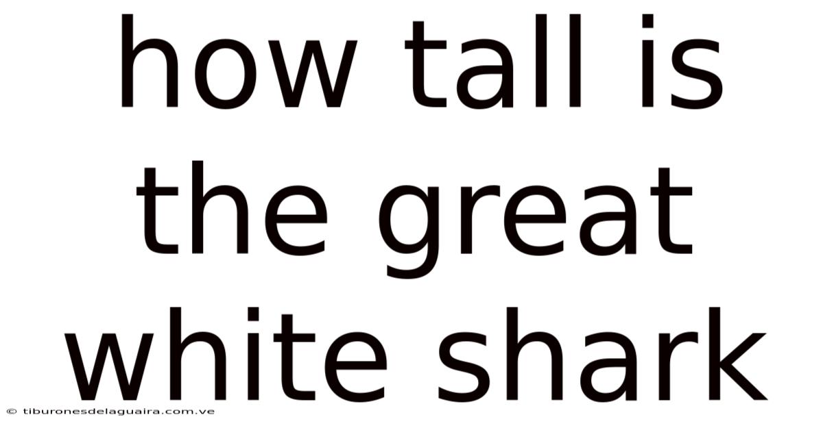 How Tall Is The Great White Shark
