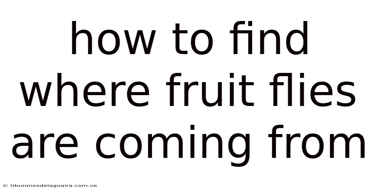 How To Find Where Fruit Flies Are Coming From