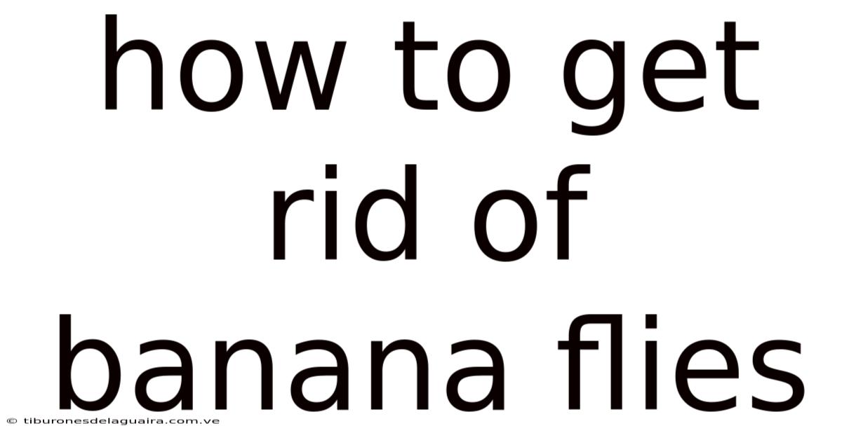 How To Get Rid Of Banana Flies
