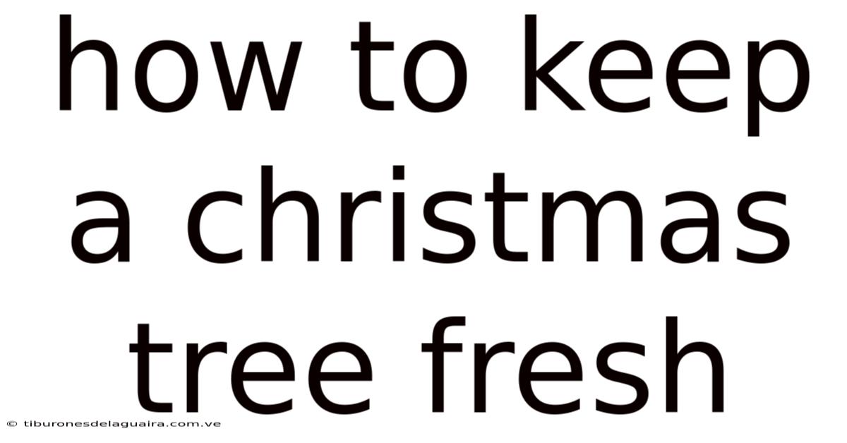 How To Keep A Christmas Tree Fresh
