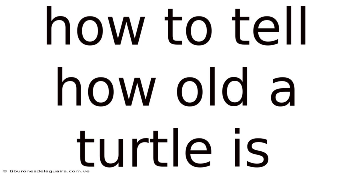 How To Tell How Old A Turtle Is