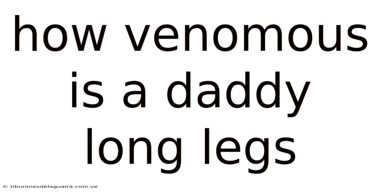 How Venomous Is A Daddy Long Legs