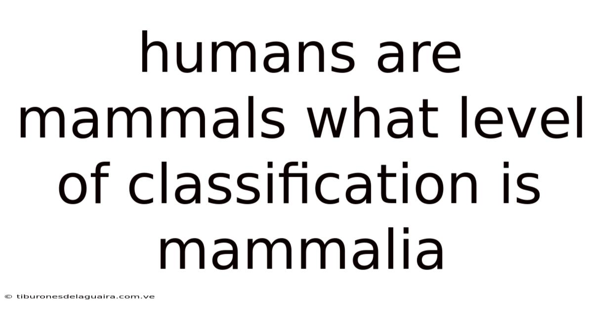 Humans Are Mammals What Level Of Classification Is Mammalia