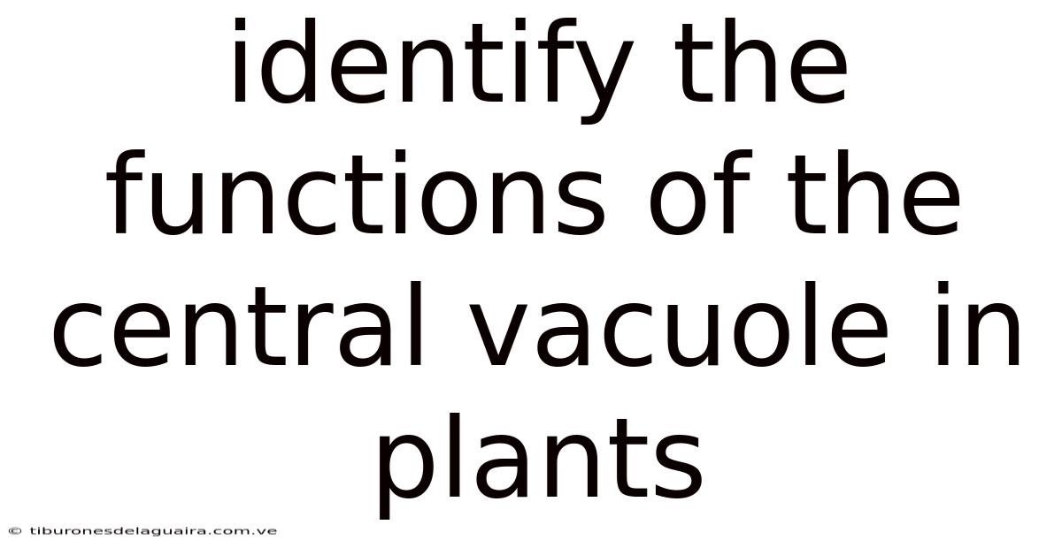 Identify The Functions Of The Central Vacuole In Plants