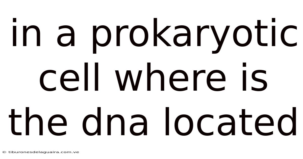 In A Prokaryotic Cell Where Is The Dna Located