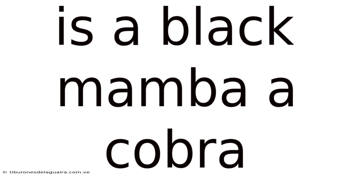 Is A Black Mamba A Cobra