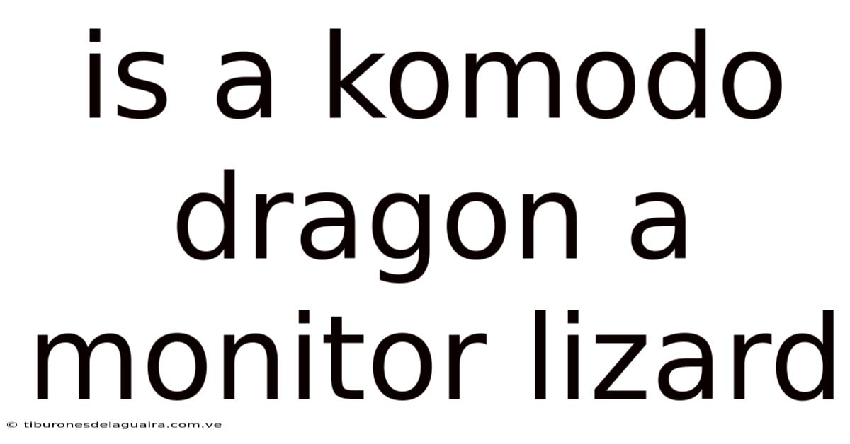 Is A Komodo Dragon A Monitor Lizard