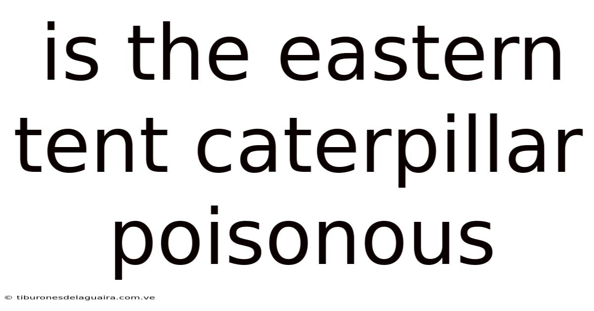 Is The Eastern Tent Caterpillar Poisonous