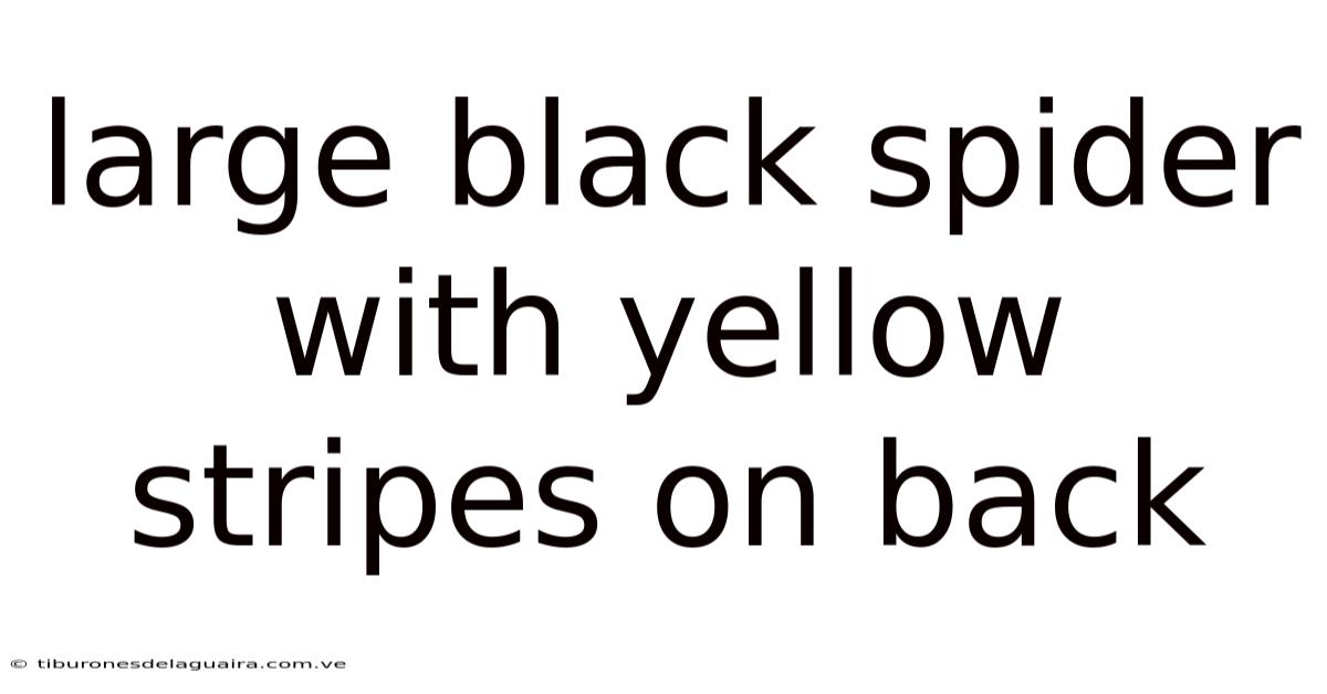 Large Black Spider With Yellow Stripes On Back