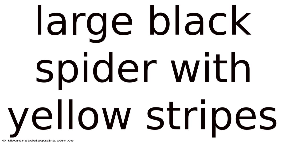 Large Black Spider With Yellow Stripes