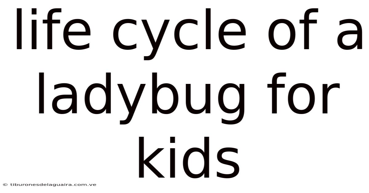 Life Cycle Of A Ladybug For Kids